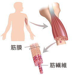 谷津中央整骨院 筋膜リリース
